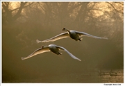 Mute-Swan-flight-1